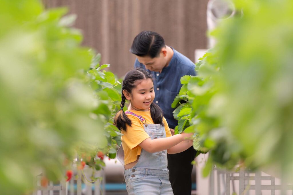 a-father-and-daughter-visit-an-organic-strawberry-7DVRVJ9.jpg